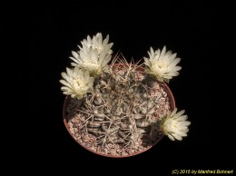 Gymnocalycium pungens 3037